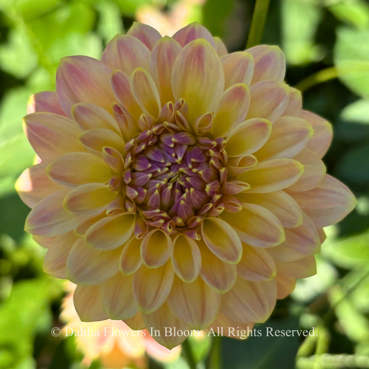 Florelie Fruit Tingle Dahlia 