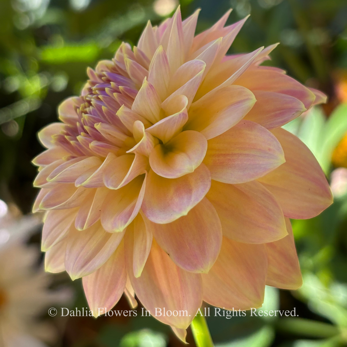 Florelie Fruit Tingle Dahlia 
