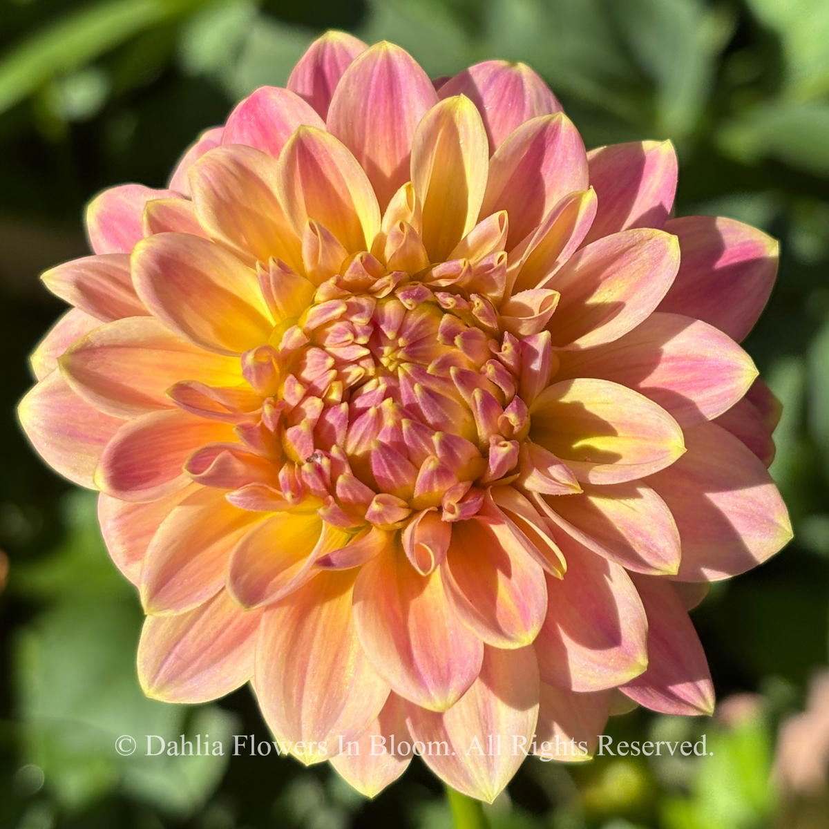 Florelie Fruit Tingle Dahlia 