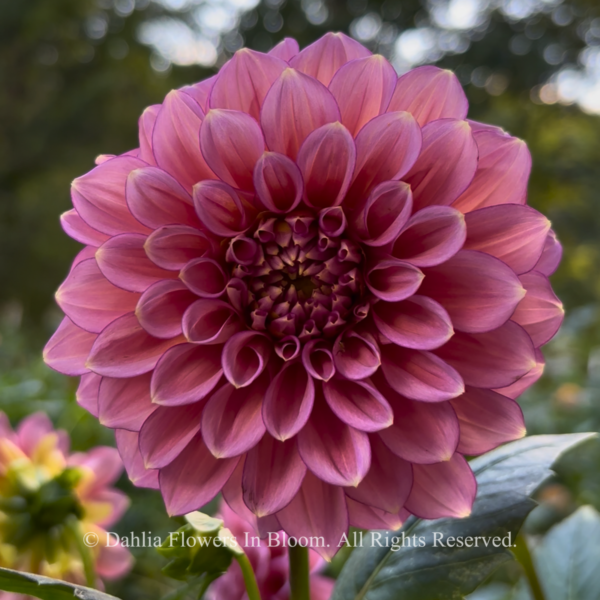 Florelie Guava