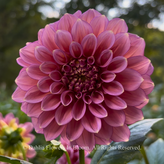 Florelie Guava