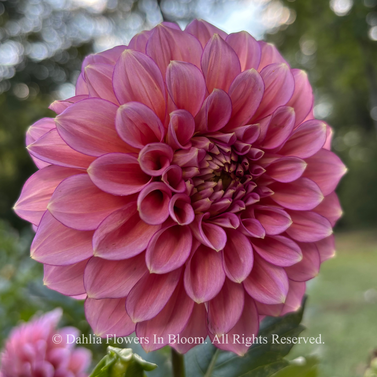 Florelie Guava
