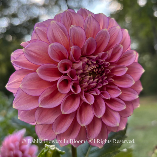 Florelie Guava