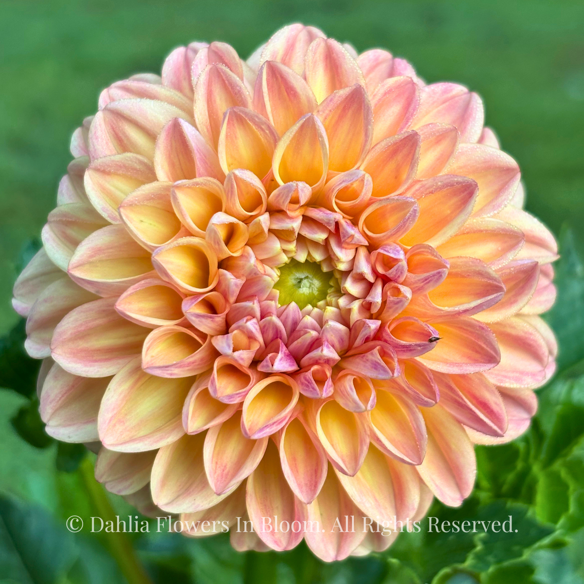 Florelie Harmony