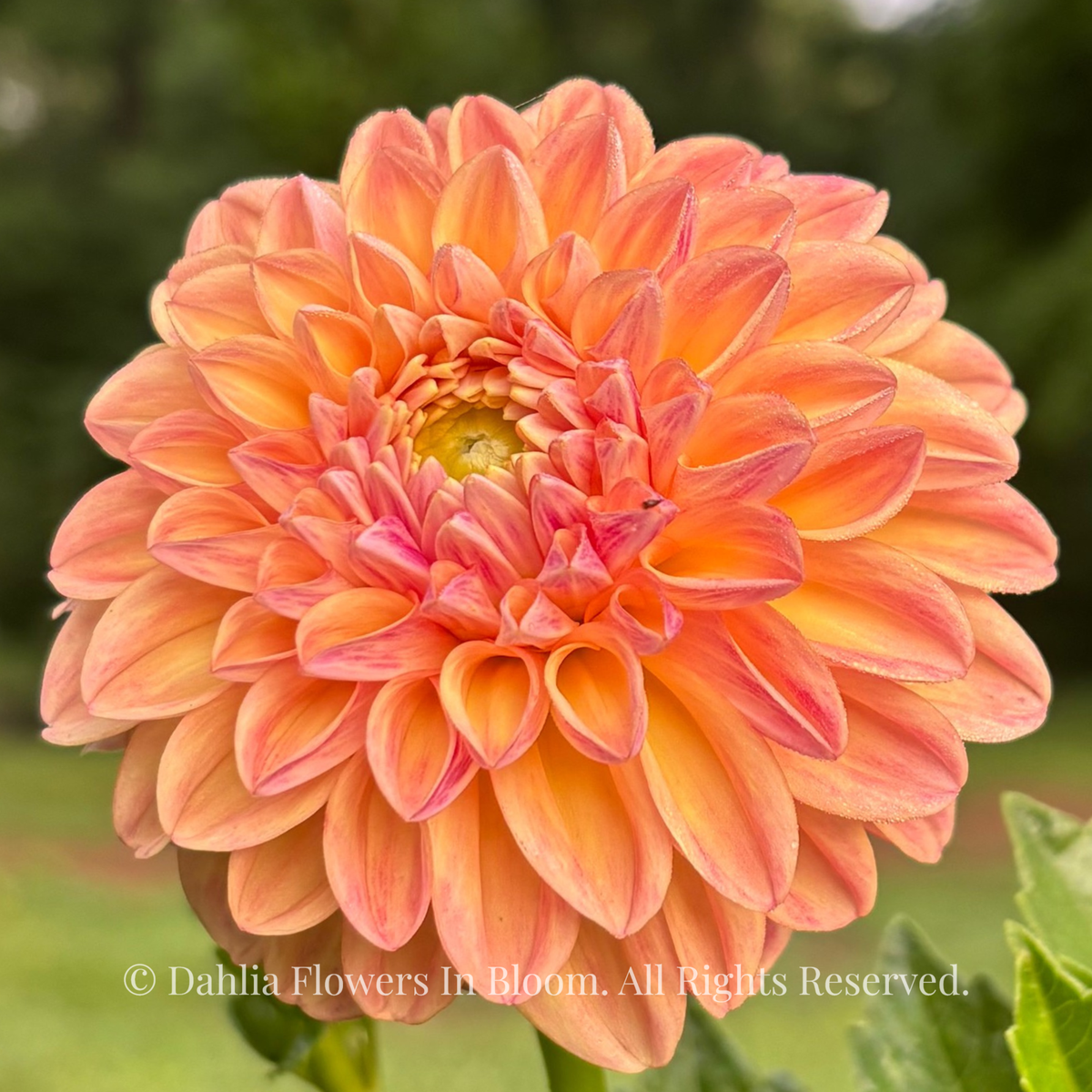 Florelie Harmony