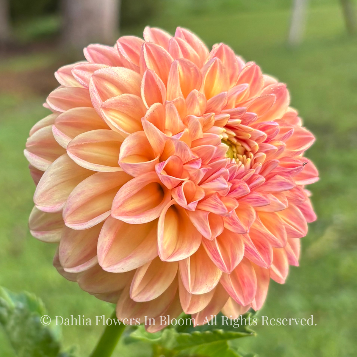 Florelie Harmony