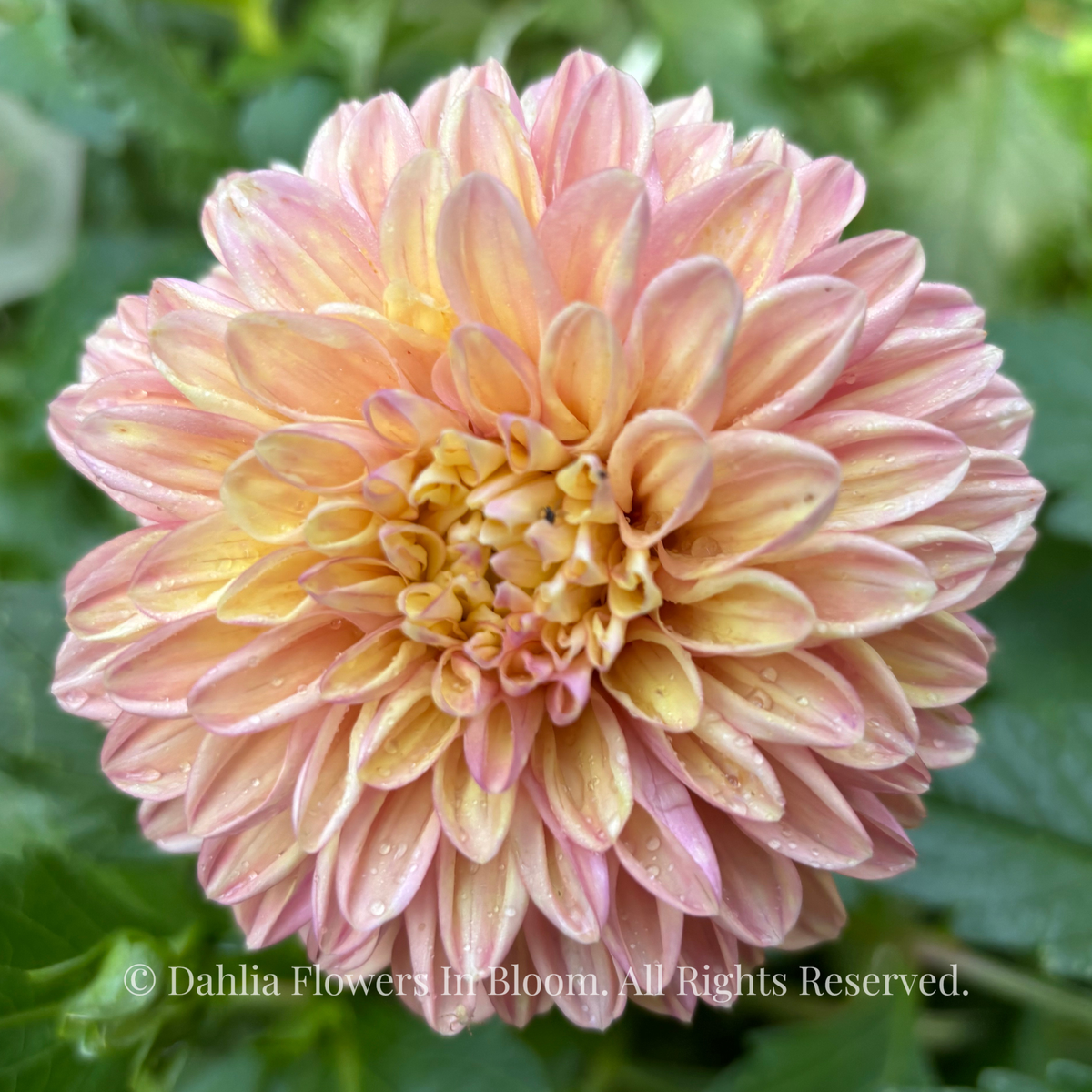 Florelie Kindness 