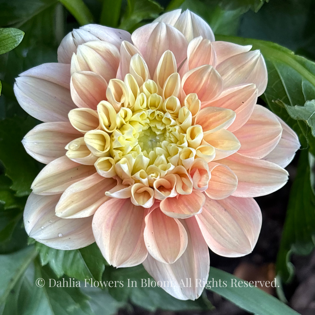  Florelie Kindness 