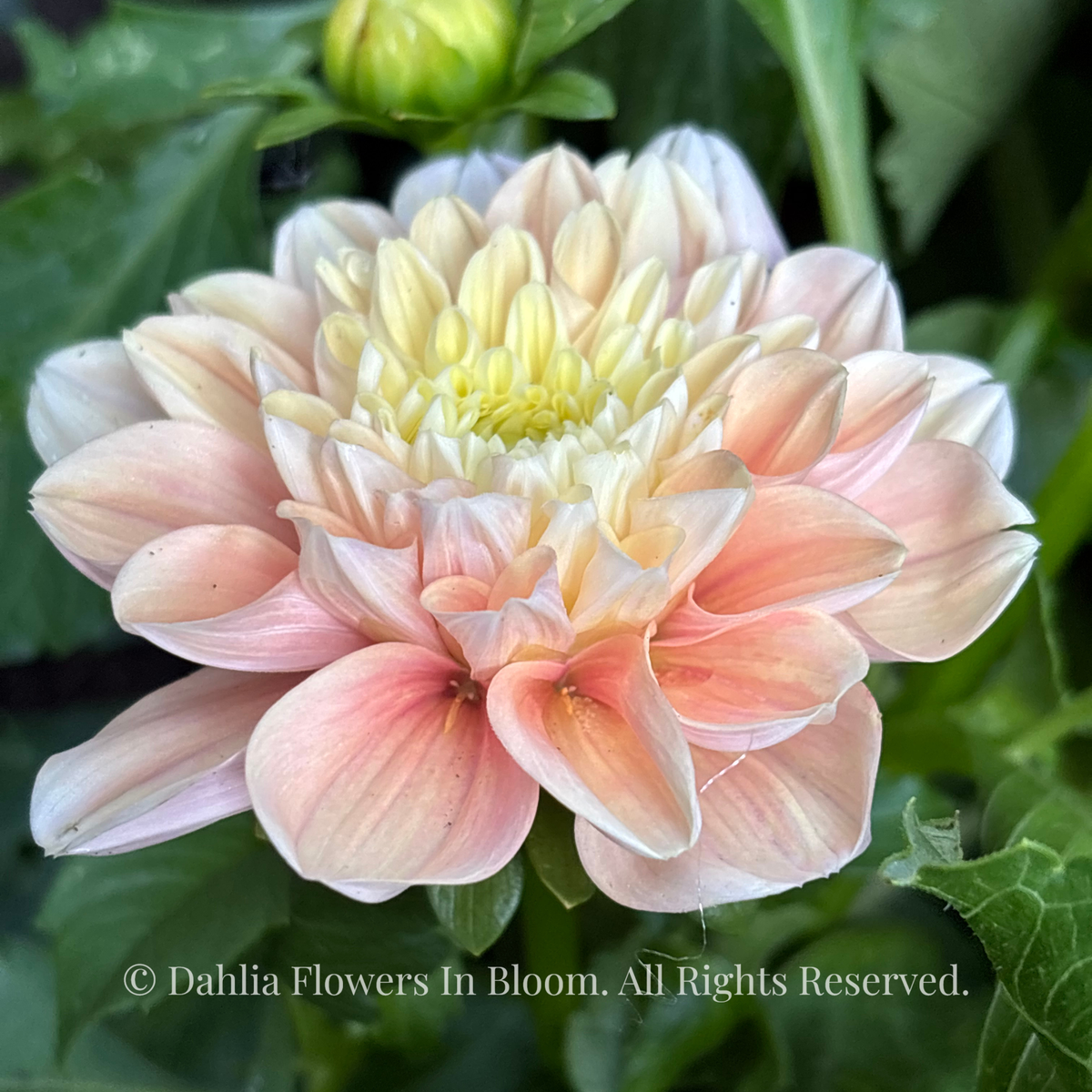  Florelie Kindness 