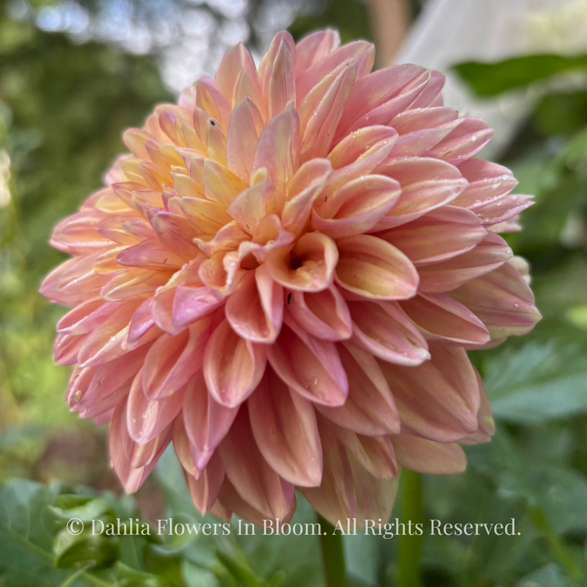  Florelie Kindness 