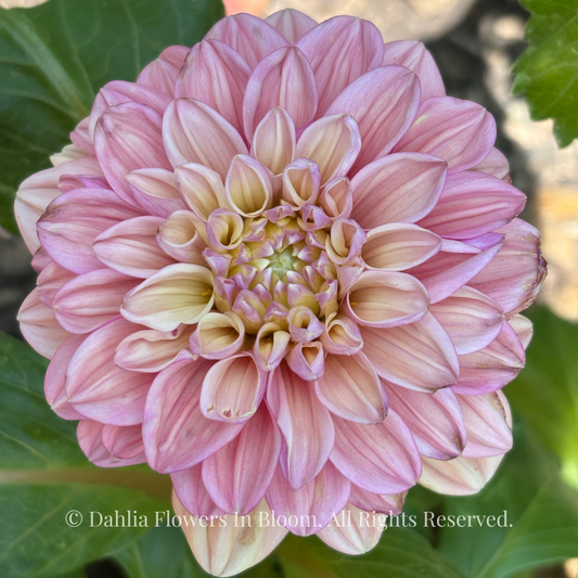 Florelie Kindness