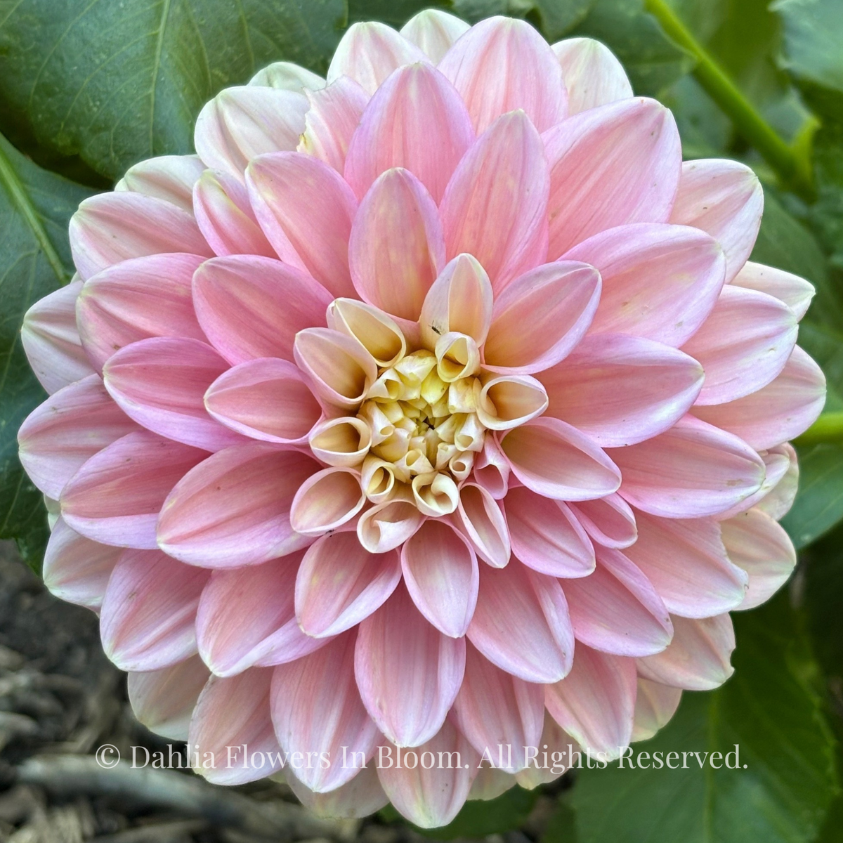 Florelie Kindness