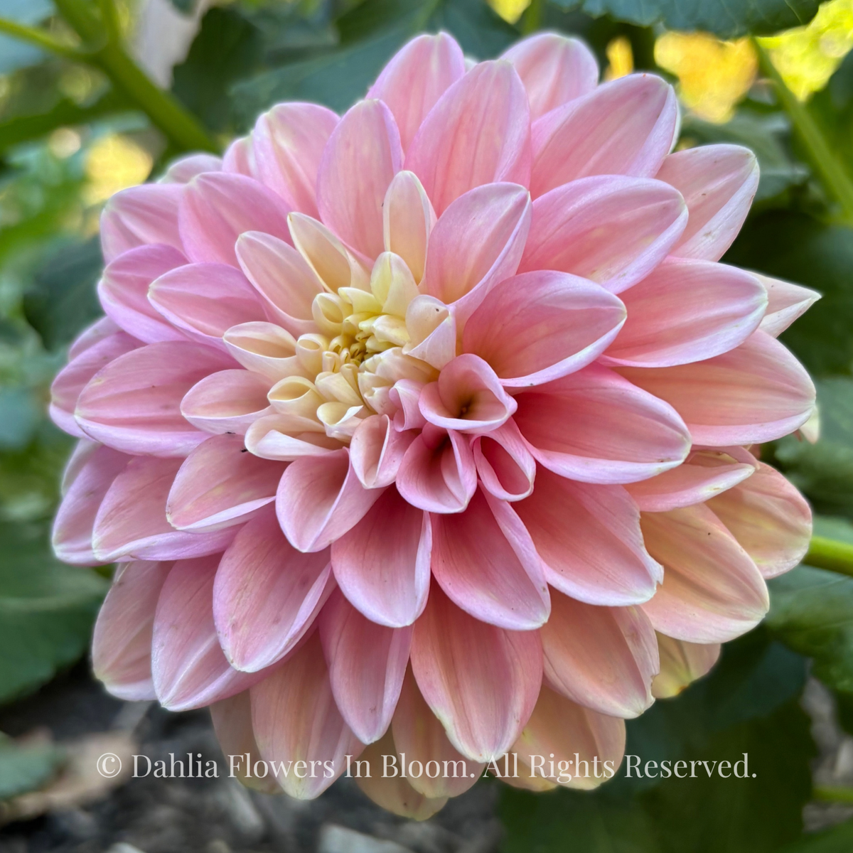 Florelie Kindness Dahlia