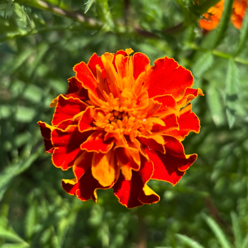 Marigold Seeds