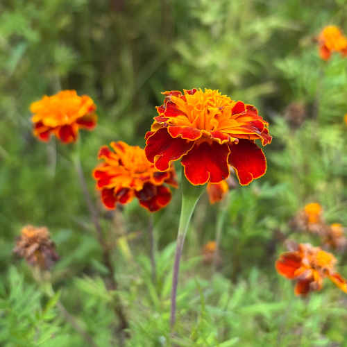 Marigold Seeds