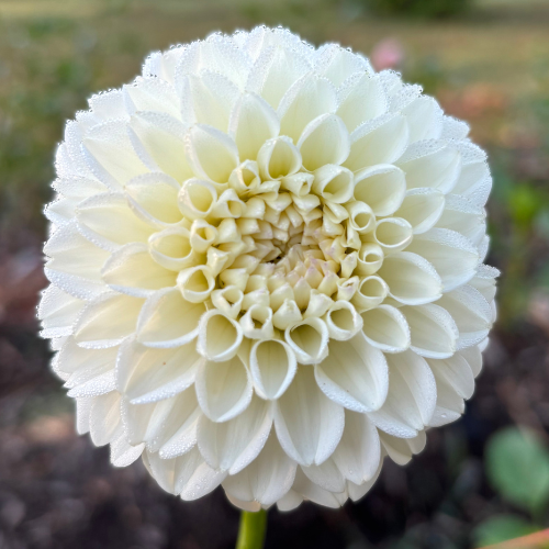 Ferncliff Crevasse Dahlia Tuber - Dahlia Flowers In Bloom