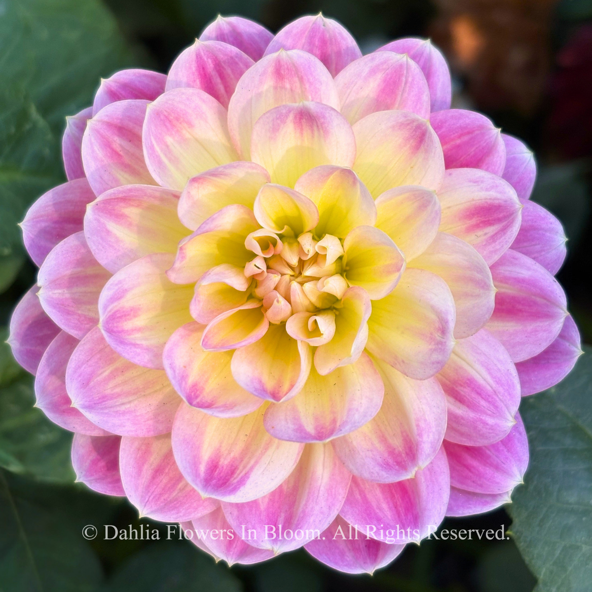  Hapet Elite dahlia