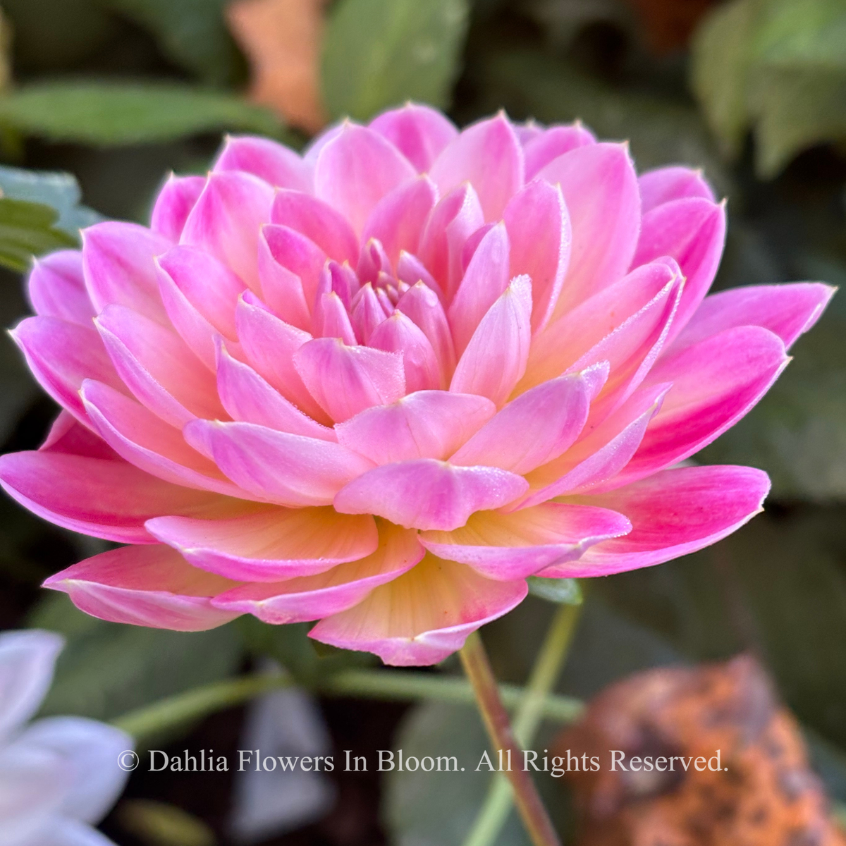  Hapet Elite dahlia