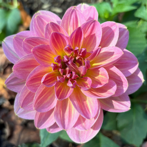 Hapet Old Charm Dahlia