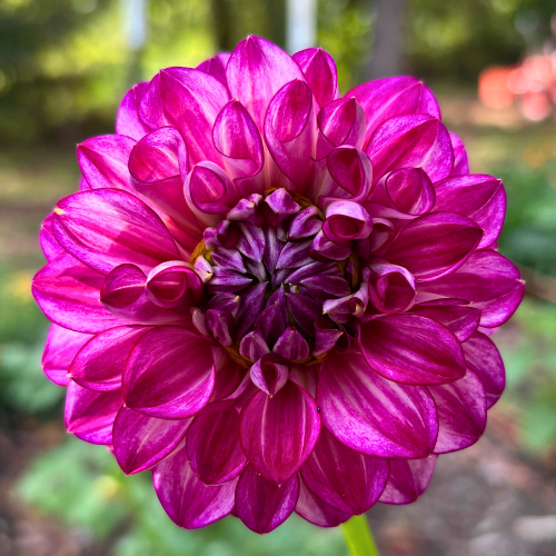 Hillcrest Jonathan Dahlia