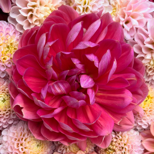 Hollyhill Daydream Dahlia Tuber