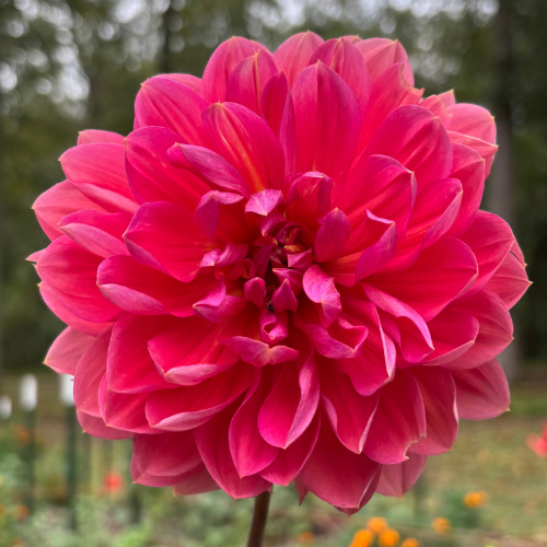 Hollyhill Daydream Dahlia Tuber