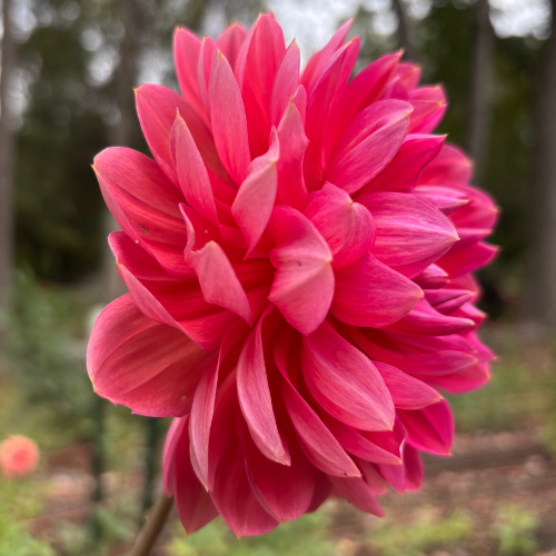Hollyhill Daydream Dahlia Tuber