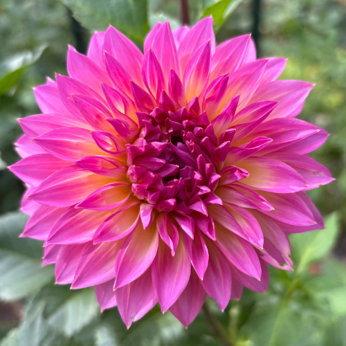 Hollyhill Gloria Dahlia Tuber