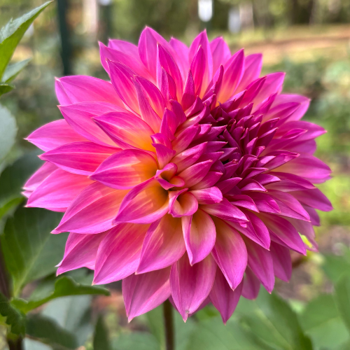 Hollyhill Gloria Dahlia Tuber