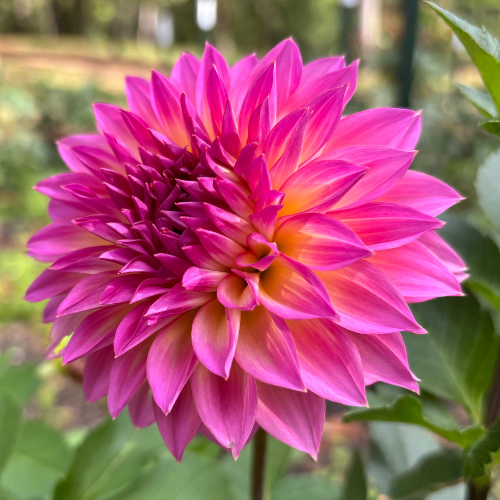 Hollyhill Gloria Dahlia Tuber