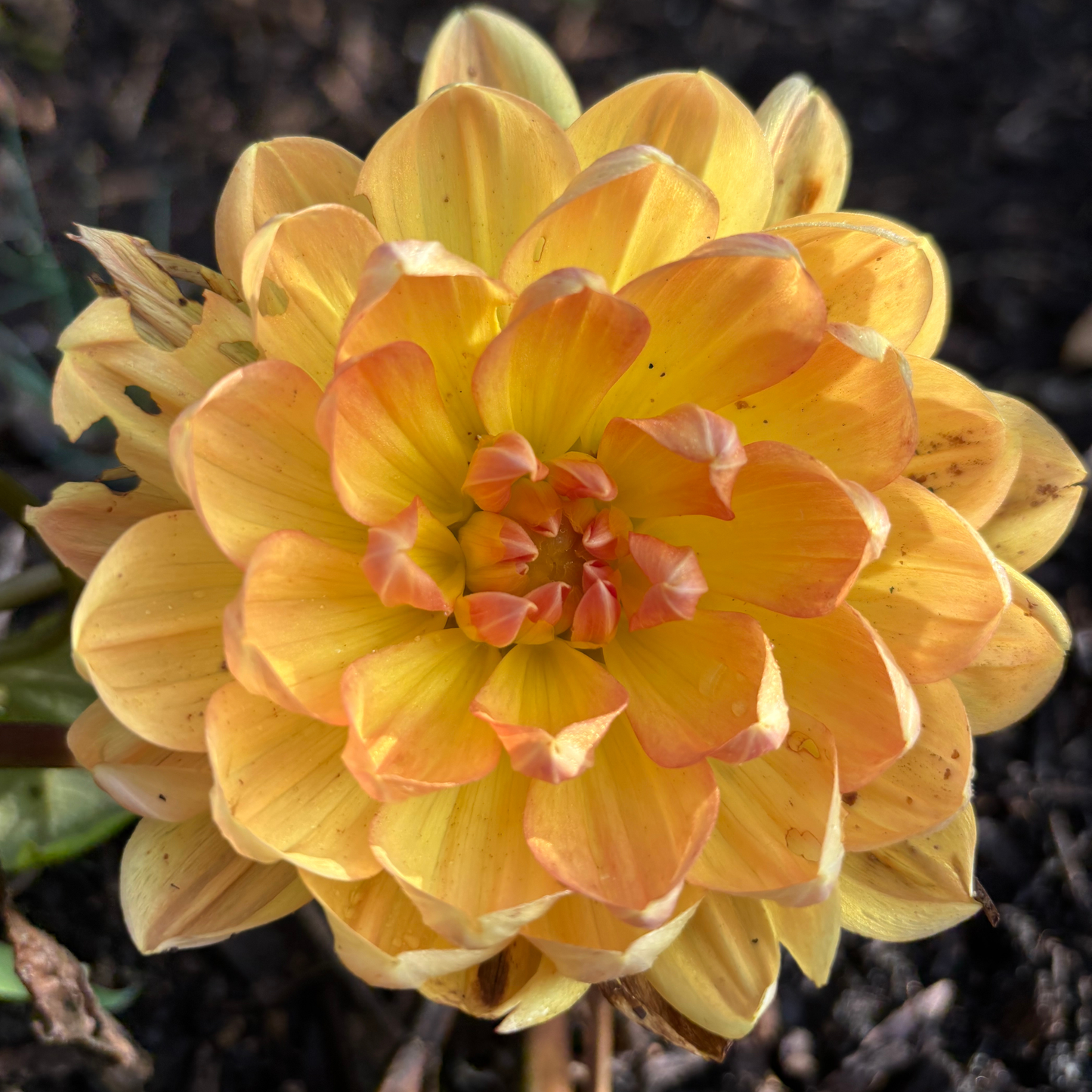 Hollyhill Honeygold