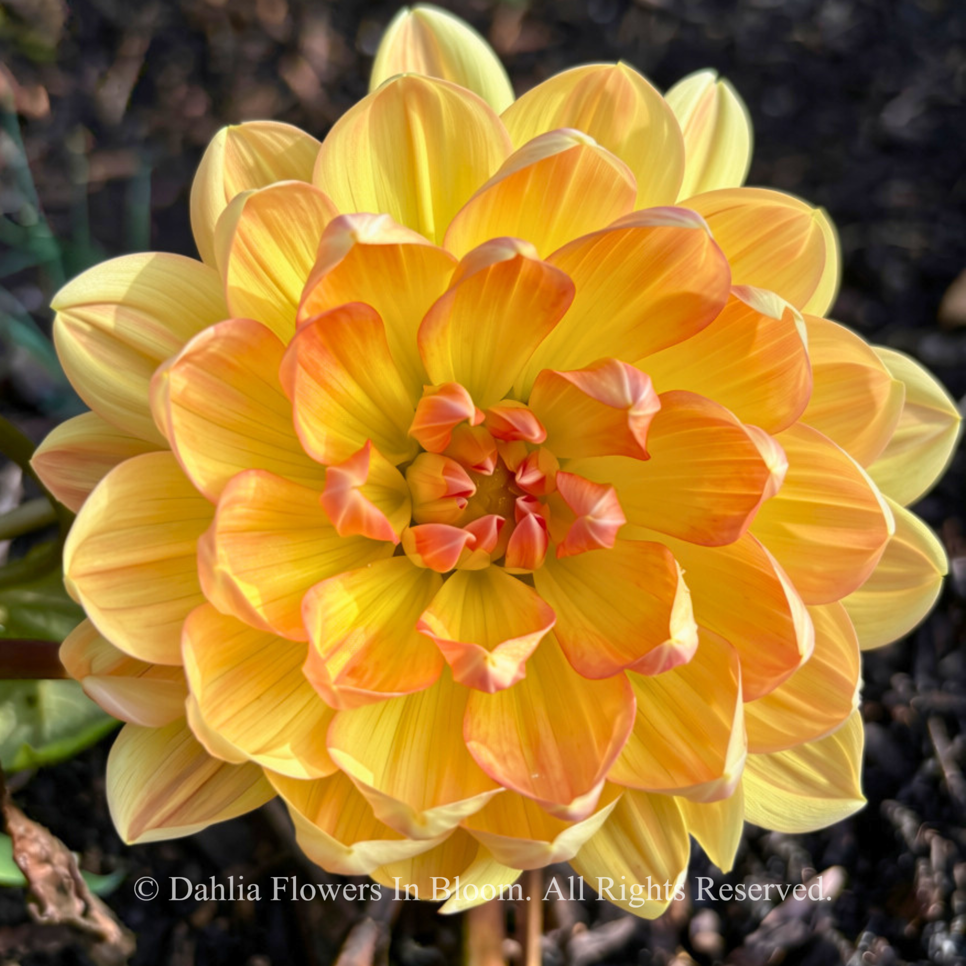 Hollyhill Honeygold
