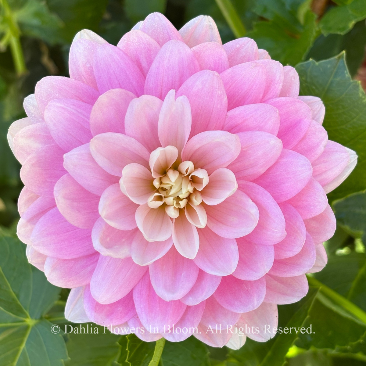 Hollyhill Pink Parfait dahlia
