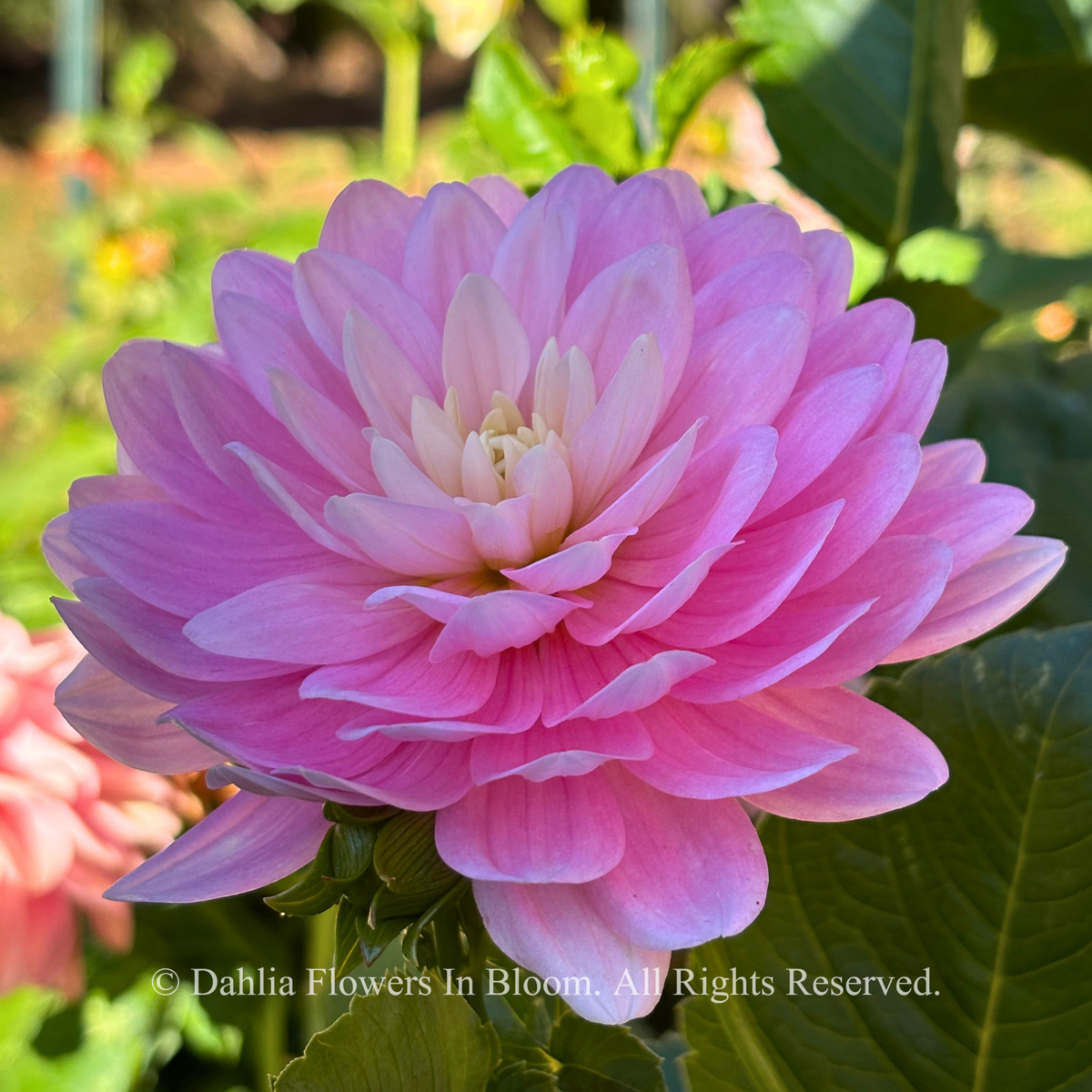 Hollyhill Pink Parfait dahlia