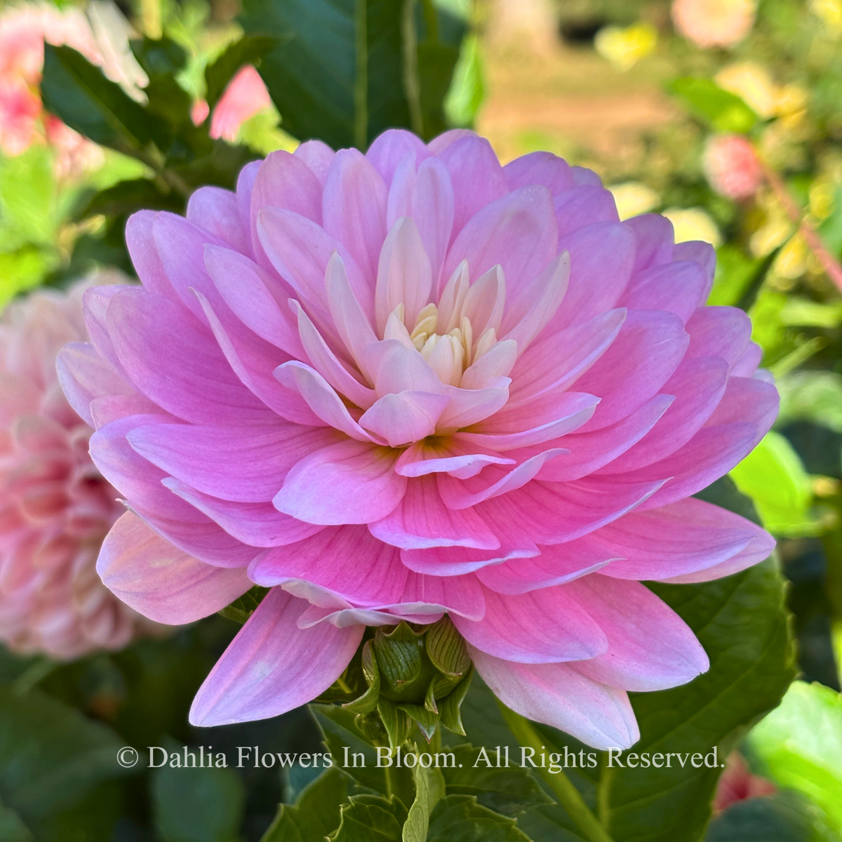 Hollyhill Pink Parfait dahlia