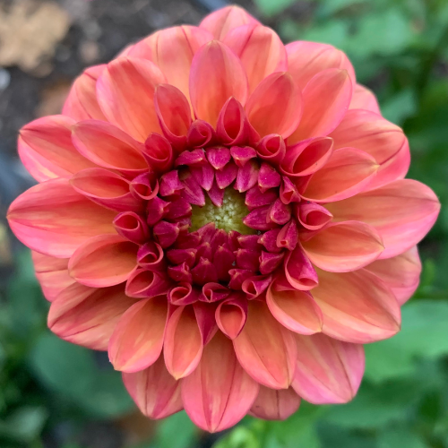 Ice tea dahlia tuber