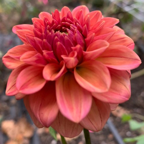 Ice tea dahlia tuber