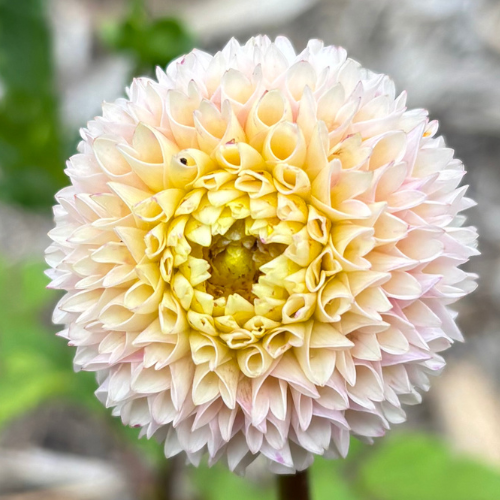 Irish D Porter Dahlia Tuber