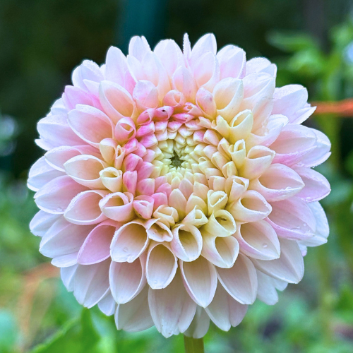 Irish D Porter Dahlia Tuber - Dahlia Flowers In Bloom