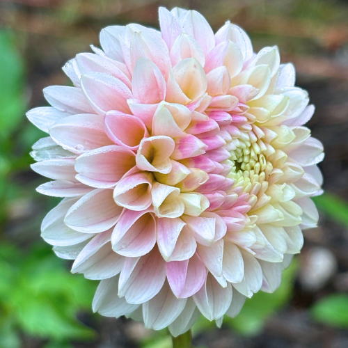 Irish D Porter Dahlia Tuber - Dahlia Flowers In Bloom