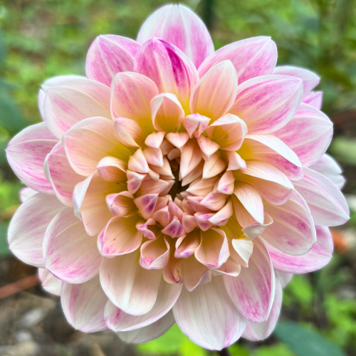 Kelgai Ann Dahlia Tuber