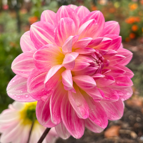 Kelgai Ann Dahlia Tuber