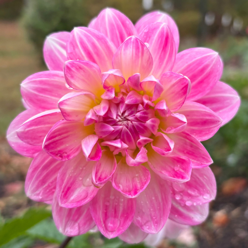 Kelgai Ann Dahlia Tuber