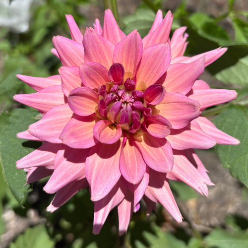 La Belle Epoque Dahlia Tuber - Dahlia Flowers In Bloom