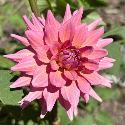 La Belle Epoque Dahlia Tuber - Dahlia Flowers In Bloom
