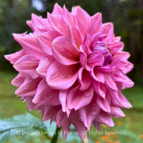 La Belle Epoque Dahlia Tuber