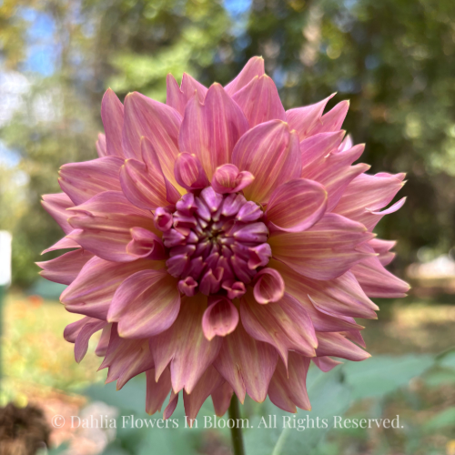 La Belle Epoque Dahlia Tuber