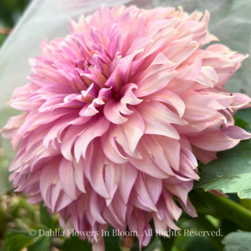 La Belle Epoque Dahlia Tuber