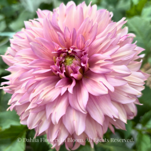 La Belle Epoque Dahlia Tuber