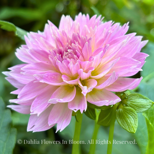 Lee's Dragonfruit Fizz Dahlia Tuber